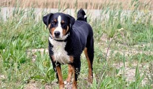 Appenzeller Sennenhund