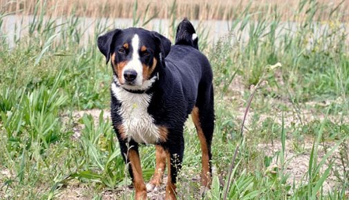 Appenzeller Sennenhund