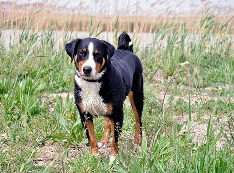 Appenzeller Sennenhund Charakter, Größe & Erziehung Steckbrief