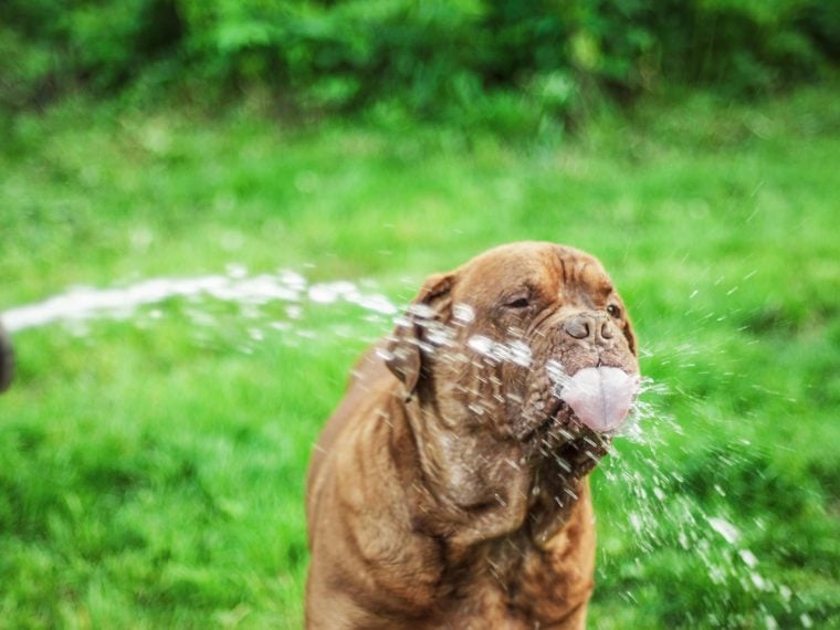 bordeaux dogge