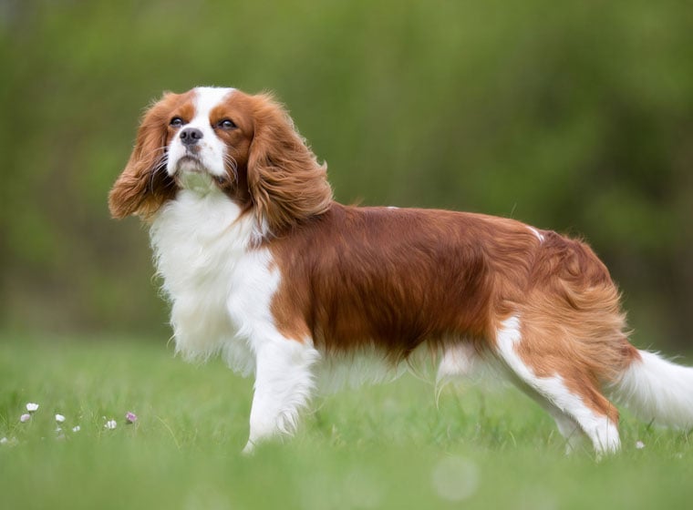 Cavalier King Charles im Rasseportrait | ZooRoyal Magazin