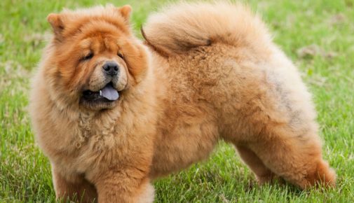 Chow Chow