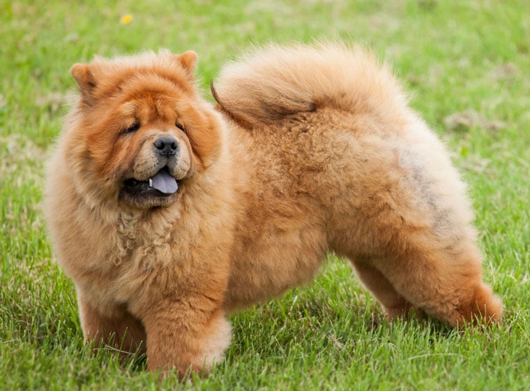 Chow Chow Rasseportrait Im Hunde Magazin Zooroyal Magazin