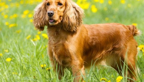 Cocker Spaniel