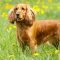 Cocker Spaniel