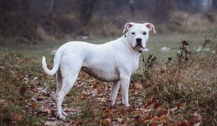 Dogo Argentino