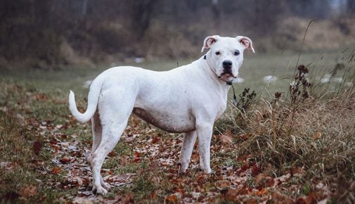 Dogo Argentino