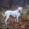 Dogo Argentino