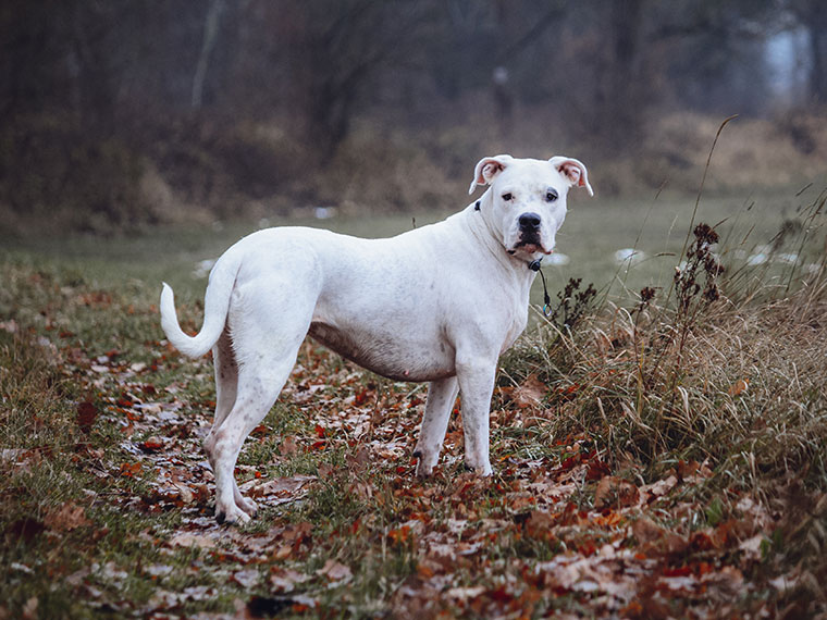 Dogo Argentino