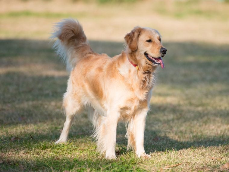 Golden Retriever