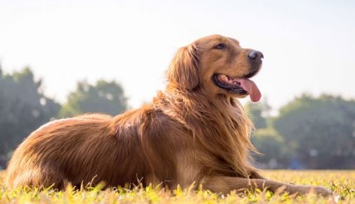 Golden Retriever