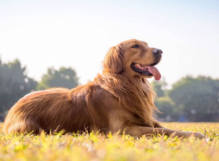 welche farbe hat ein golden retriever