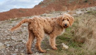 Goldendoodle