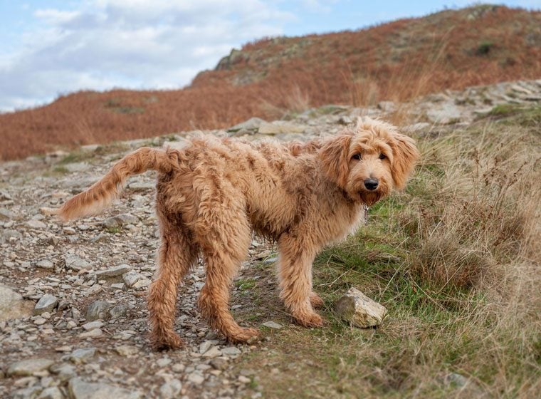 Goldendoodle-Hybridhunde