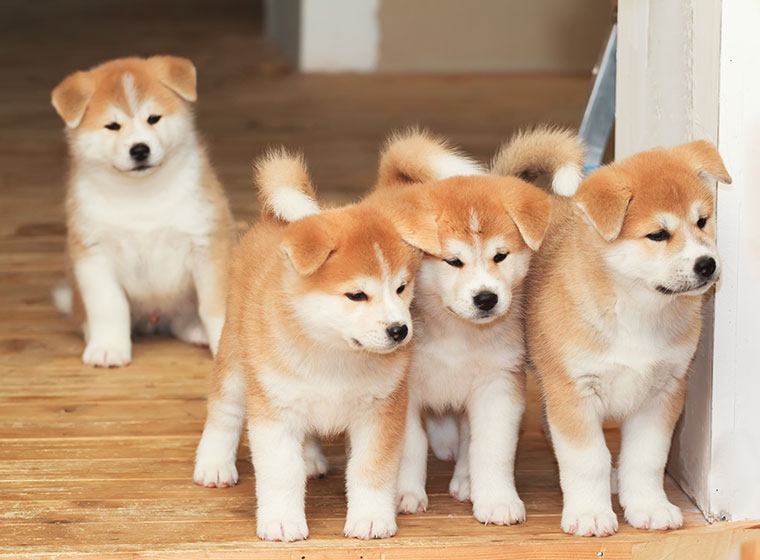 Akita Inu Welpen