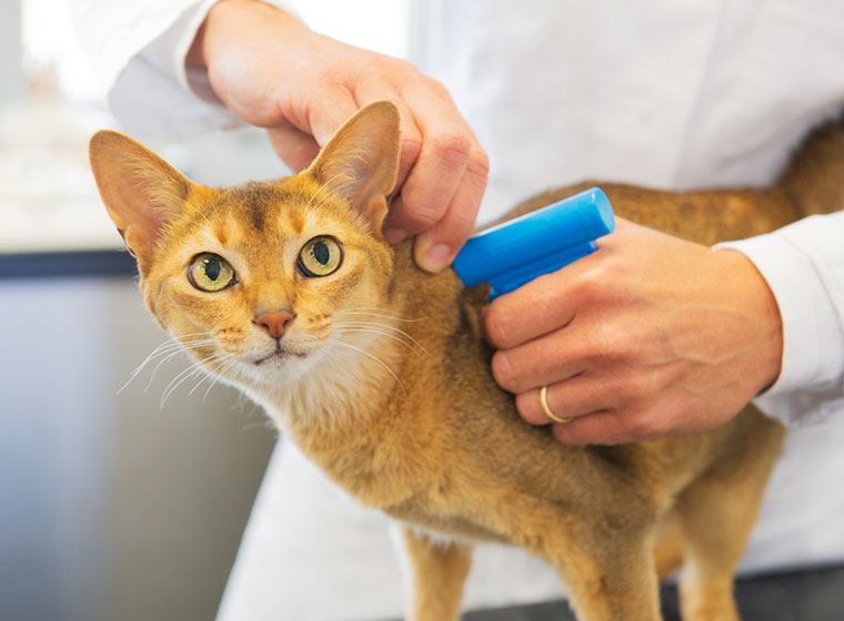 Katze übergibt Sich Blutig