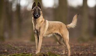 Malinois