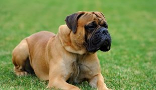 Mastiff