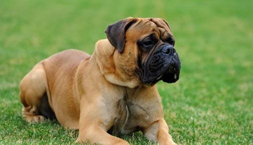 Mastiff