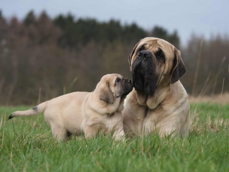 Mastiff