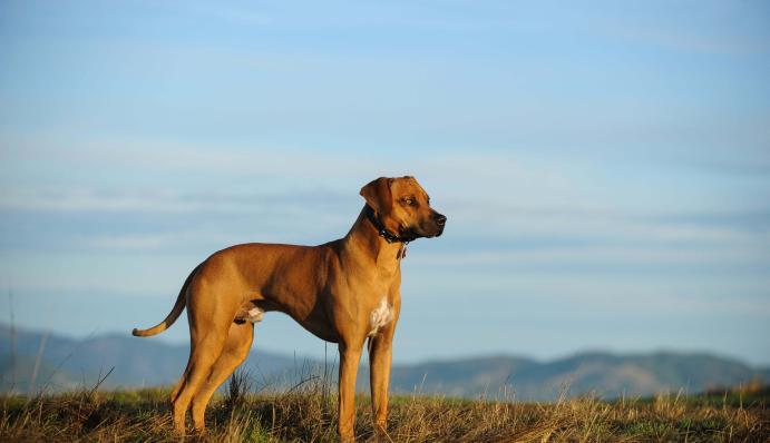Thai Ridgeback - Charakter, Größe & Erziehung | Steckbrief
