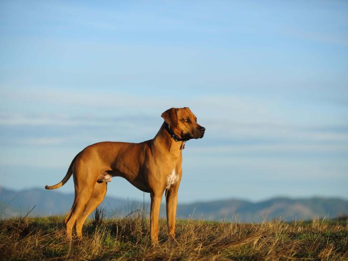 Rhodesian Ridgeback Charakter & Erziehung Steckbrief