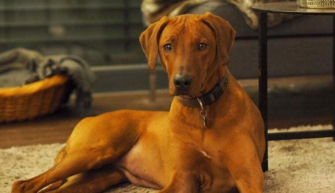 Thai Ridgeback - Charakter, Größe & Erziehung | Steckbrief