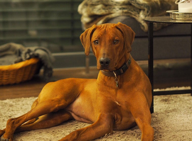 Rhodesian Ridgeback - Charakter Erziehung