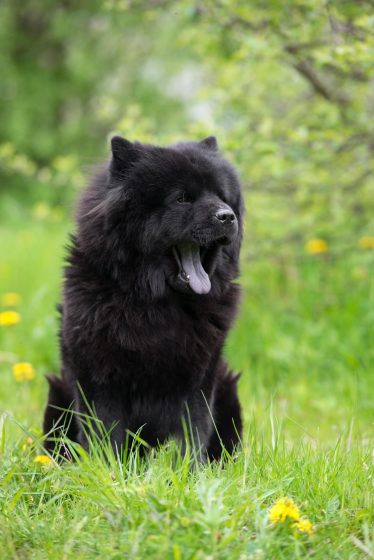 Chow Chow Rasseportrait im Hunde | ZooRoyal Magazin