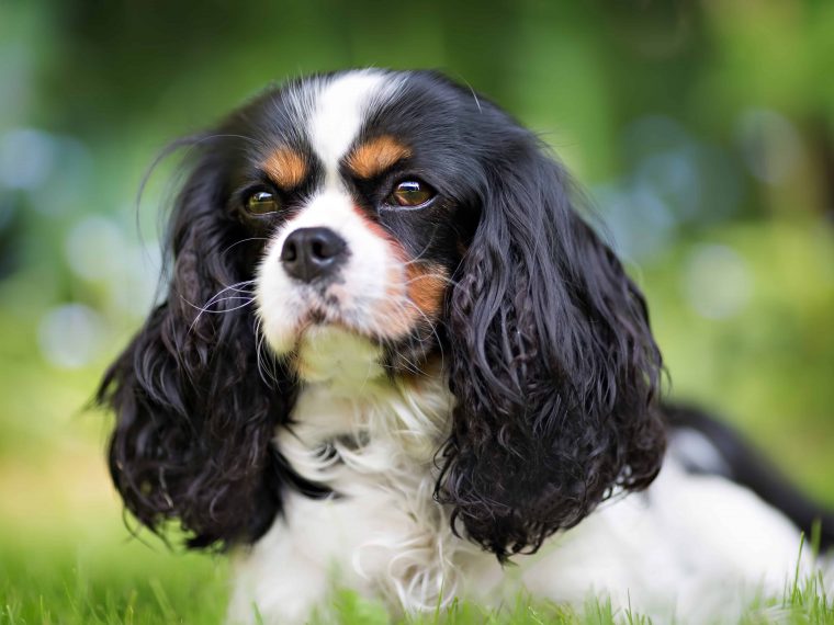 cavalier king charles spaniel