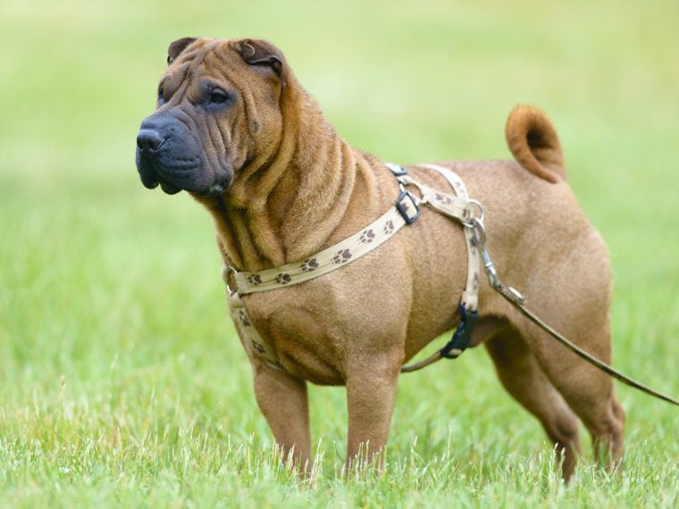 Shar Pei