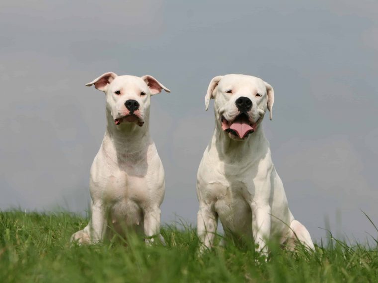 dogo argentino