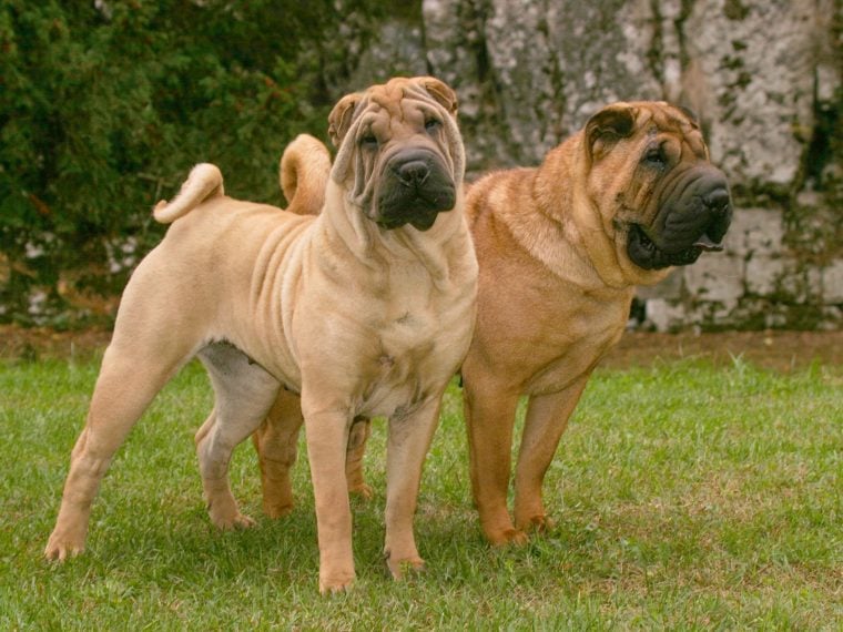 shar pei