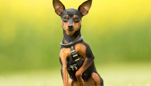 Zwergpinscher