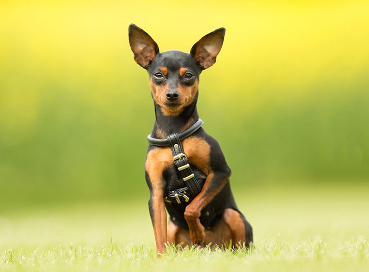 23+ Mini Doberman Terrier Mix