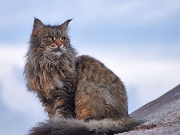 Maine Coon - & Erziehung | Steckbrief