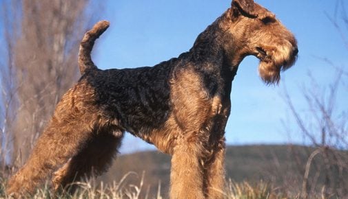 Airedale Terrier