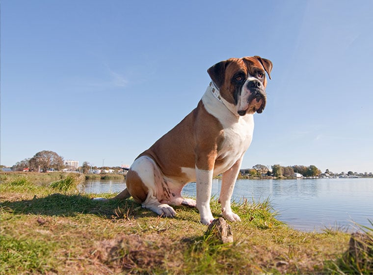 Cute Boxer American Bulldog Mix Puppies