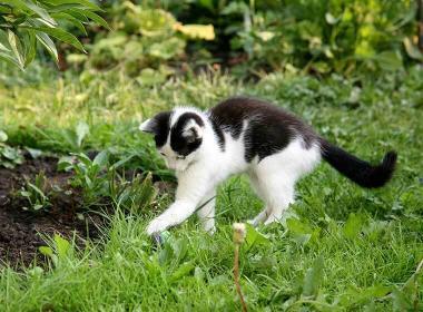 Garten katzensicher machen