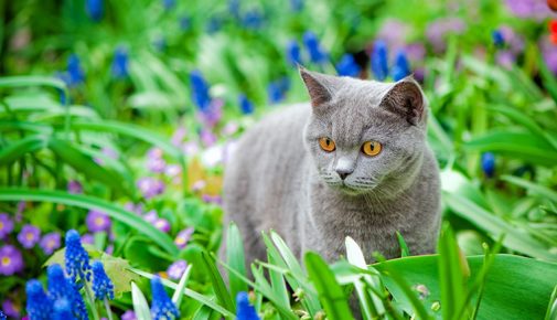 Giftige Pflanzen für Katzen