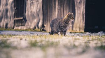 Hauskatze