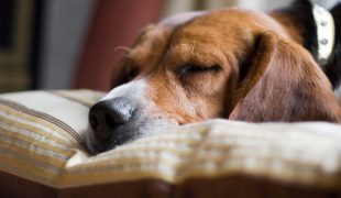 Hundebett