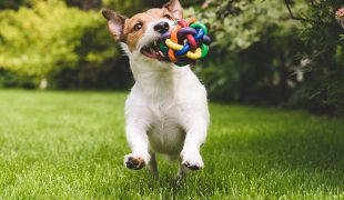 Hundespielzeug