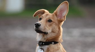 Hundesteuer