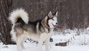 Siberian Husky