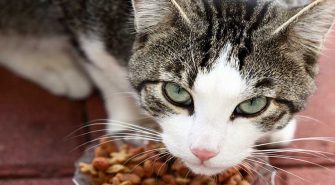 Katzenfutter Aufbewahrung