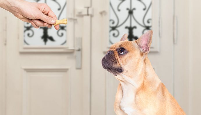 Erziehung von Hunden so machst du es richtig ZooRoyal Magazin