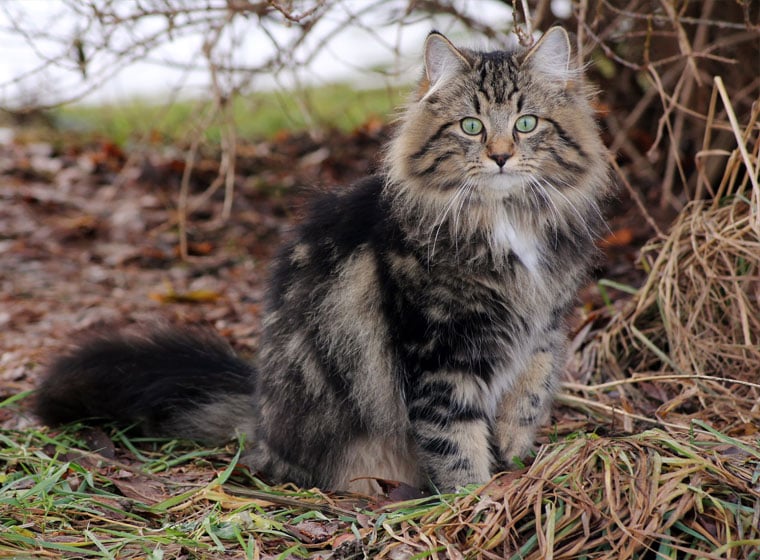 Norwegische Waldkatze im Rasseportrait | ZooRoyal Magazin