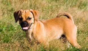 Puggle