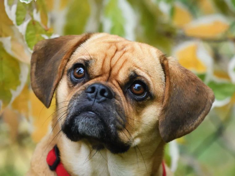 Puggle